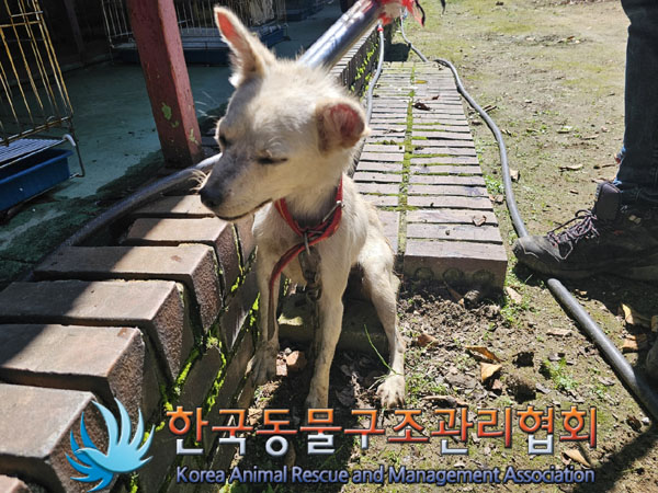 종료(입양) 믹스견…