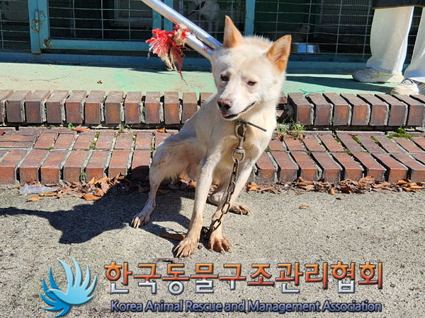 종료(안락사) 믹스…