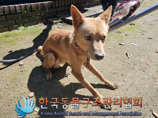 종료(안락사) 믹스…