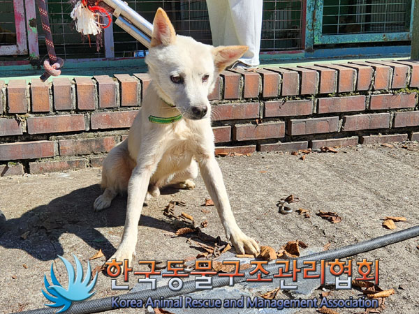 한국동물구조관리협회_441560202301133