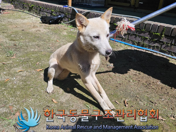 한국동물구조관리협회_441560202301113