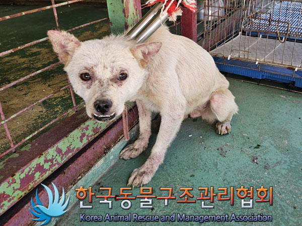 종료(안락사) 믹스…