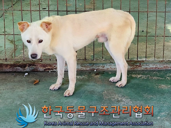 종료(안락사) 믹스…