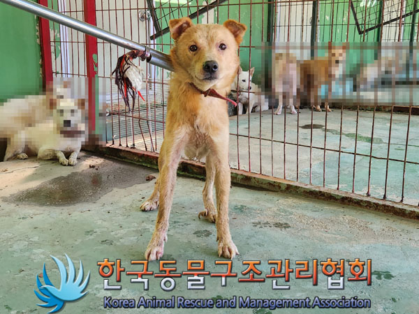 한국동물구조관리협회_441560202301130