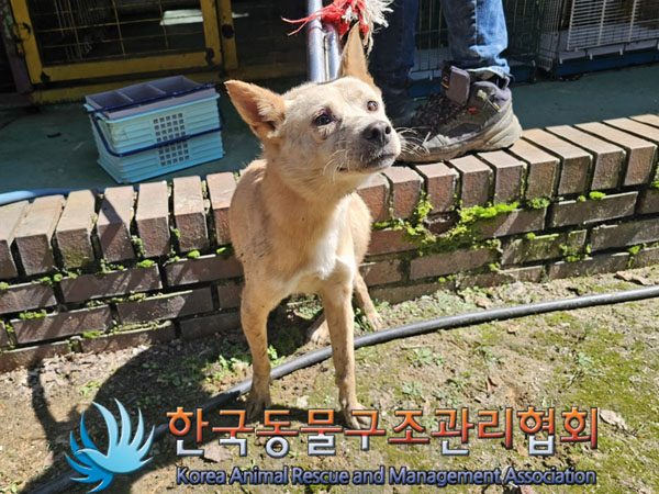 한국동물구조관리협회_441560202301109