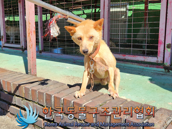 한국동물구조관리협회_441560202301132