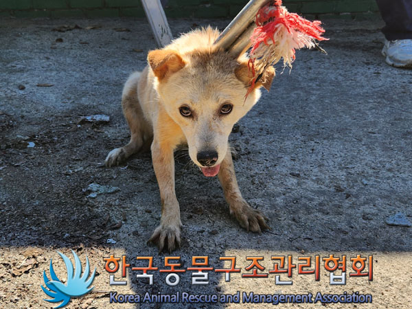 종료(입양) 믹스견…