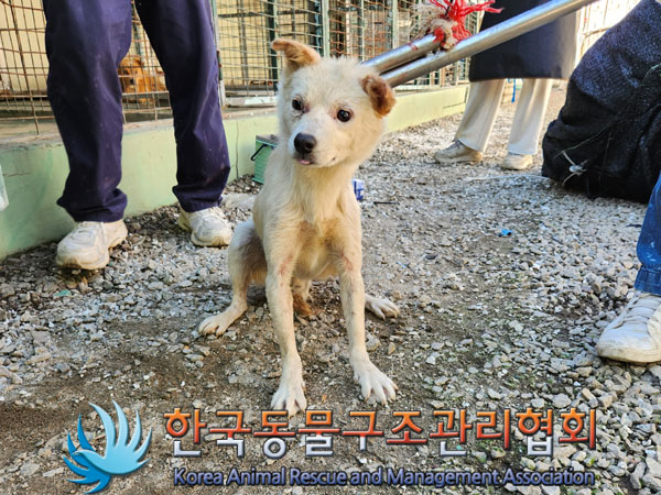 한국동물구조관리협회_441560202301148