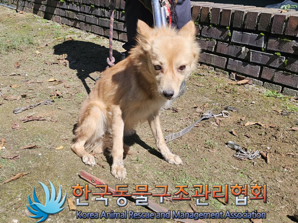 종료(안락사) 믹스…