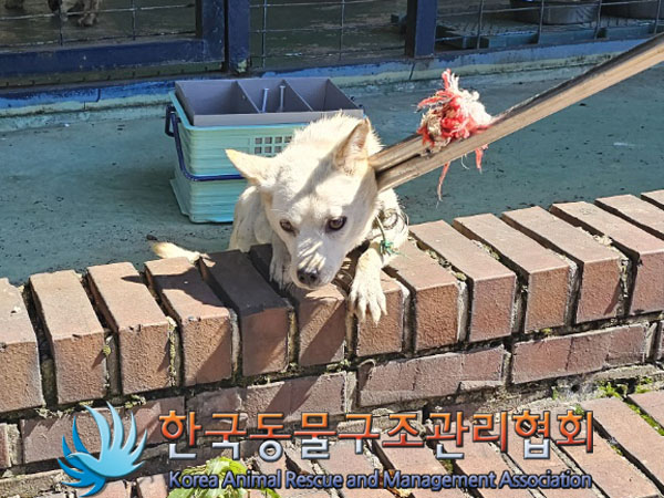 종료(안락사) 믹스…