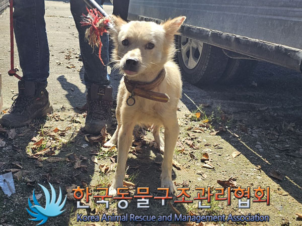 종료(안락사) 믹스…