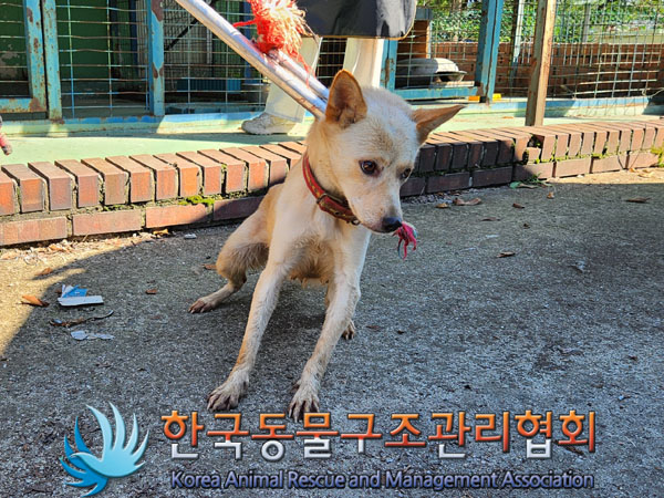 한국동물구조관리협회_441560202301141