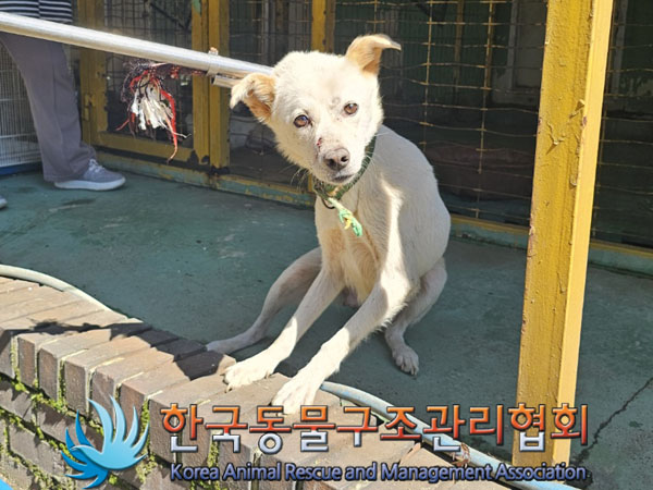 종료(안락사) 믹스…