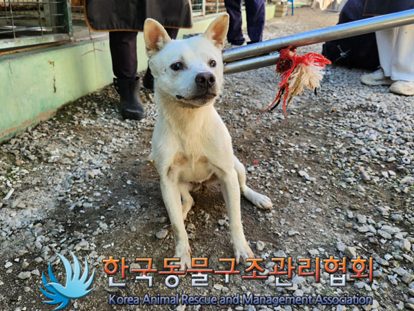 종료(안락사) 믹스…