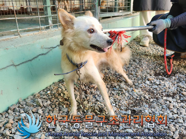 한국동물구조관리협회_441560202301158