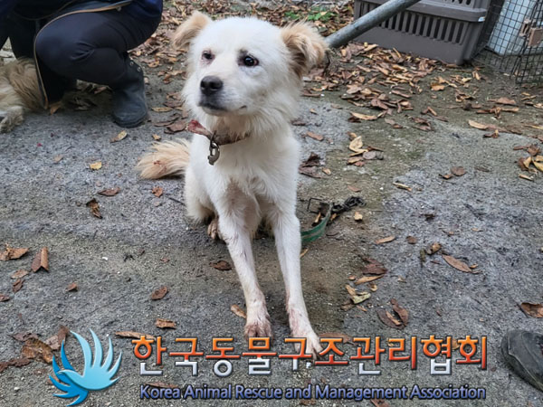 종료(안락사) 믹스…
