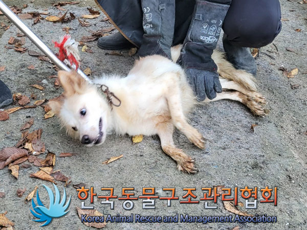 한국동물구조관리협회_441560202301181