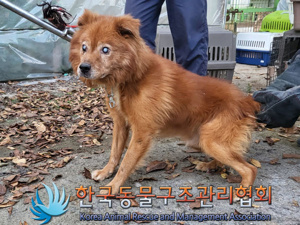 종료(안락사) 믹스…