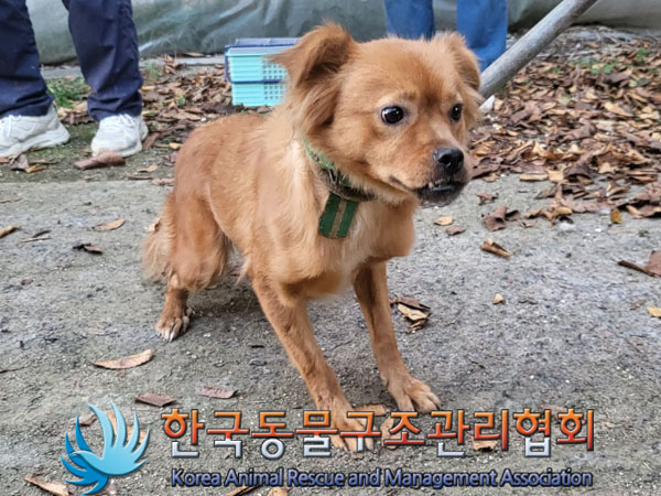 종료(안락사) 믹스…