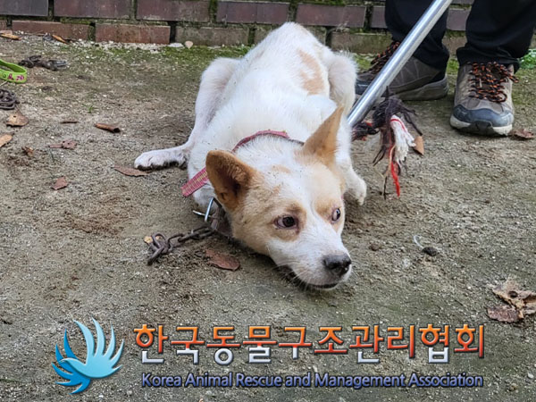 종료(안락사) 믹스…