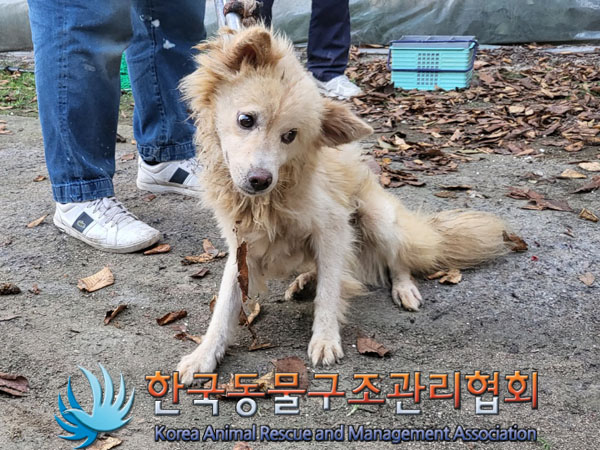 종료(안락사) 믹스…