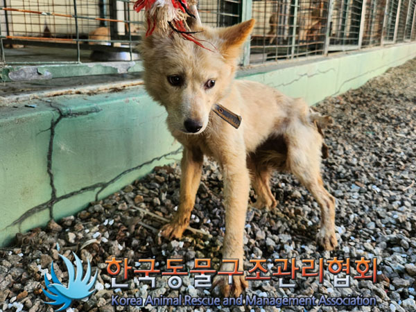 한국동물구조관리협회_441560202301161