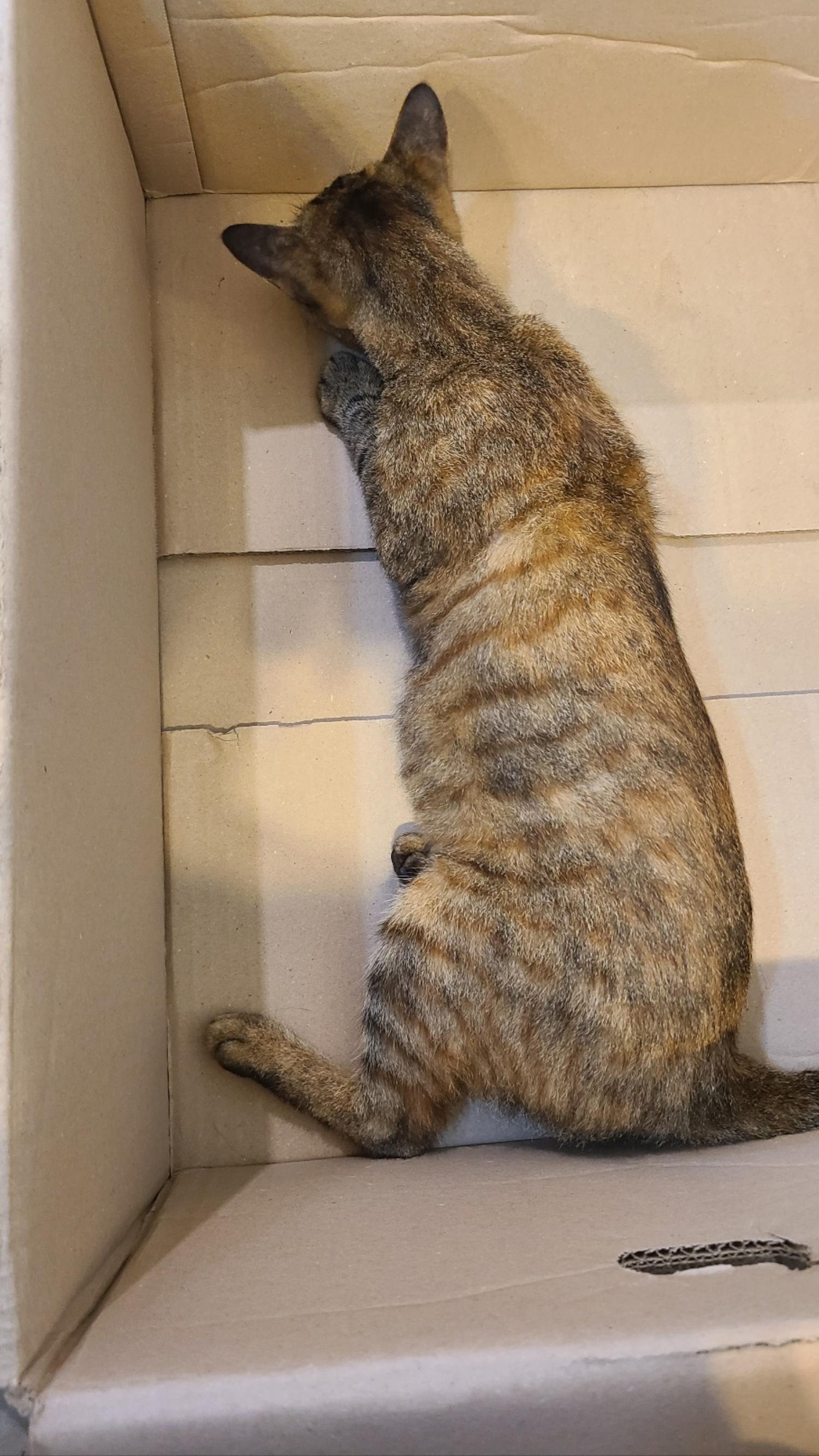 종료(자연사) 한국…