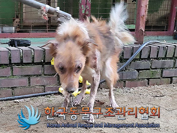종료(안락사) 믹스…