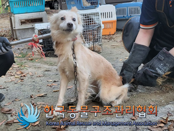 종료(안락사) 믹스…