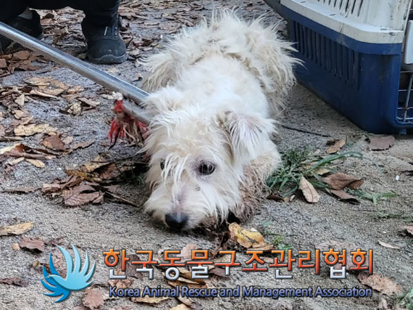 종료(안락사) 믹스…
