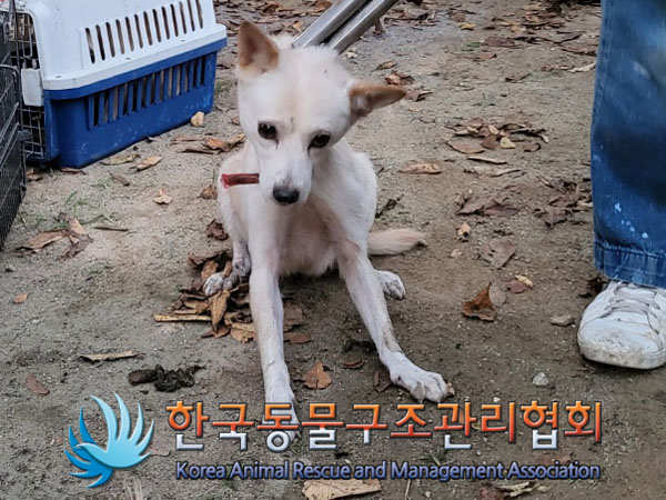 종료(안락사) 믹스…