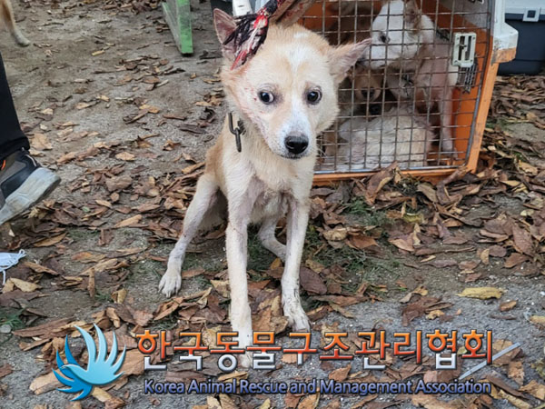 종료(안락사) 믹스…