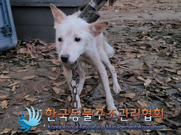 종료(안락사) 믹스…