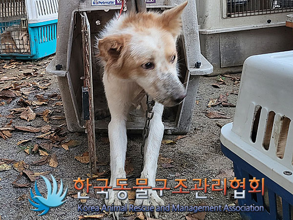 한국동물구조관리협회_441560202301200