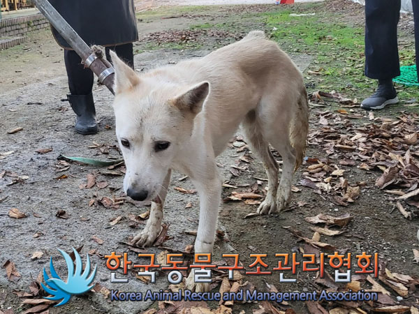 한국동물구조관리협회_441560202301188