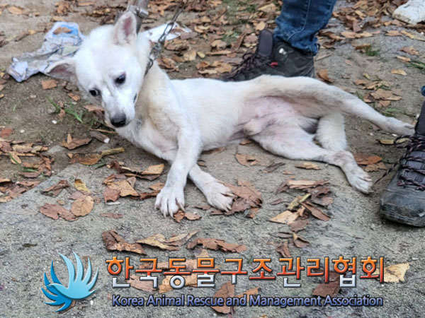 종료(안락사) 믹스…