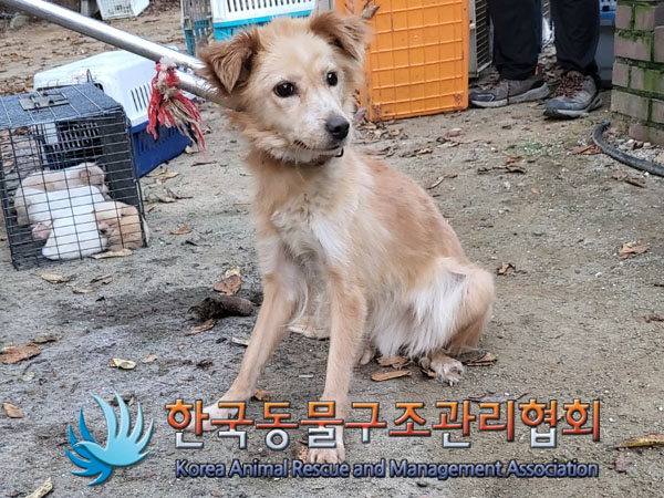 한국동물구조관리협회_441560202301203