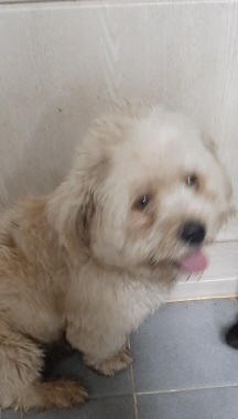 영천유기동물보호센터_447510202300376