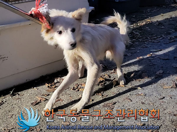 종료(안락사) 믹스…
