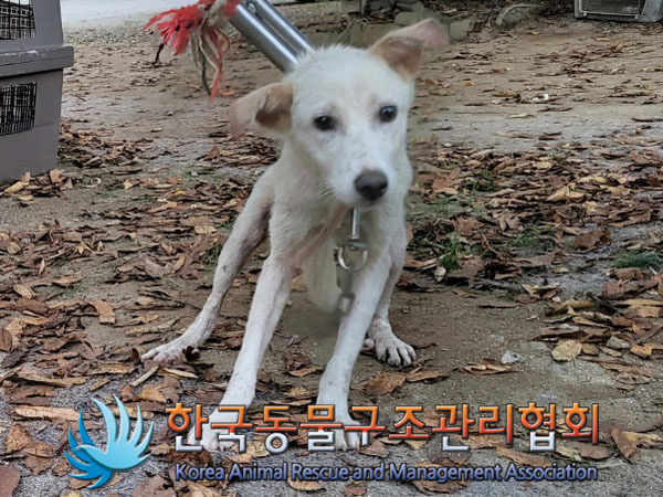 한국동물구조관리협회_441560202301210