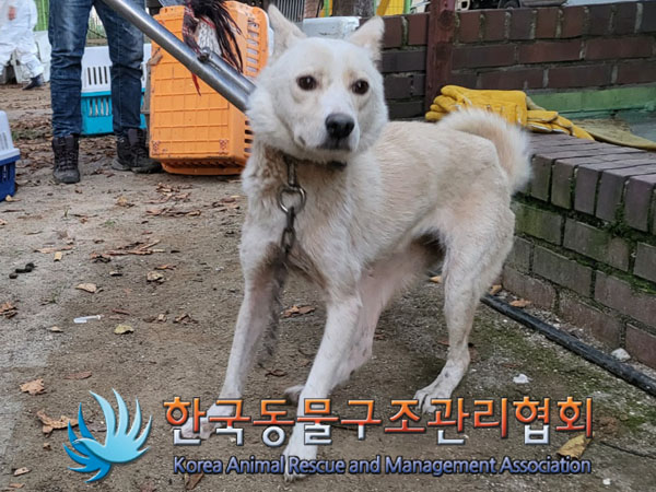 종료(안락사) 믹스…