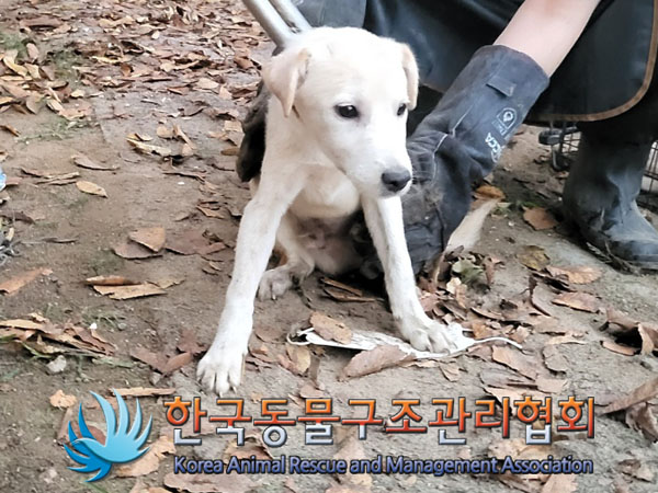 한국동물구조관리협회_441560202301215