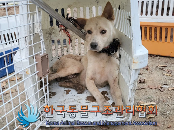 한국동물구조관리협회_441560202301199
