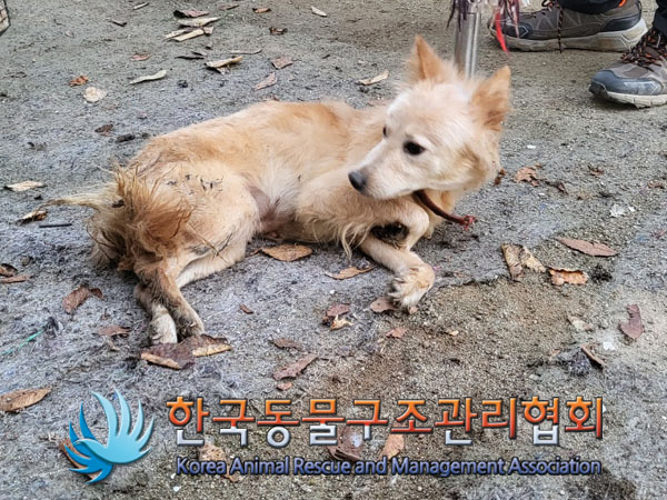 한국동물구조관리협회_441560202301189