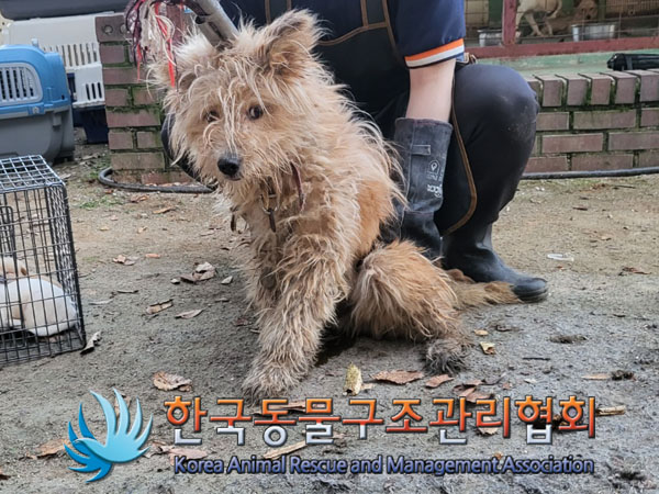종료(안락사) 믹스…