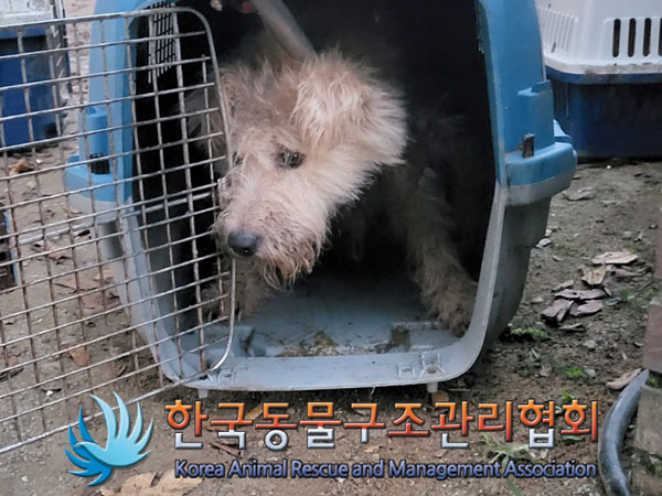 종료(안락사) 믹스…