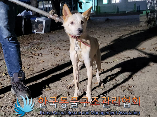 종료(안락사) 믹스…