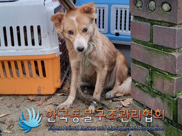 종료(안락사) 믹스…