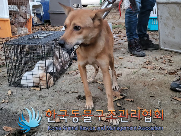 종료(안락사) 믹스…