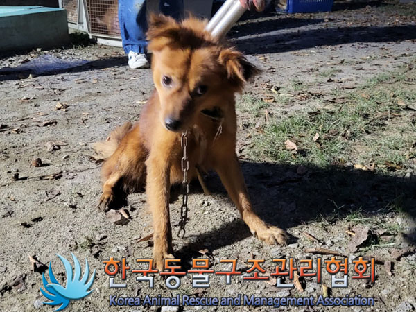 한국동물구조관리협회_441560202301227